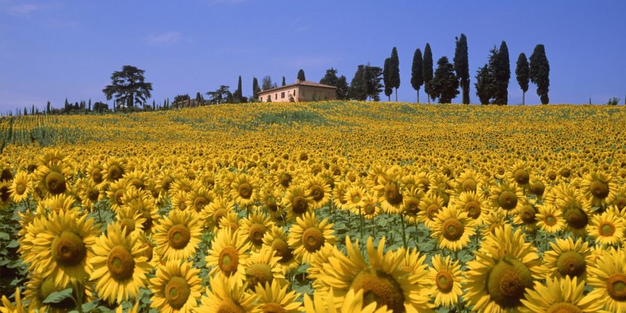 Visitar um campo de girassol é um programa obrigatório em um roteiro romântico na Toscana.